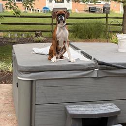 Boxer Puppies from Pawsitively Amazing Boxers LLC