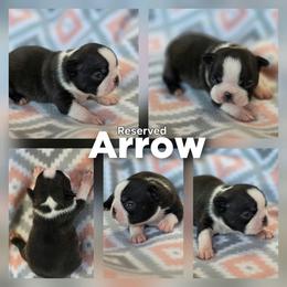 Arrow - Black brindle and white male Boston Terrier puppy in Billings, Missouri from Azaleas Euro Boxers & Boston Terriers