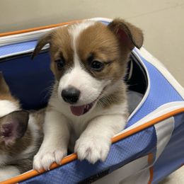 Gunner - Black and tan male Pembroke Welsh Corgi puppy in Bartlett, Tennessee from Lakeside Corgi Club