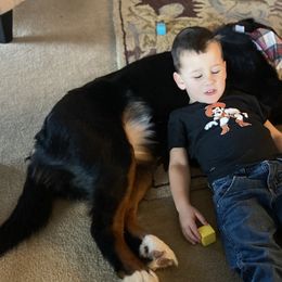 Bernedoodles from Magnolia Blossom Bernadoodles