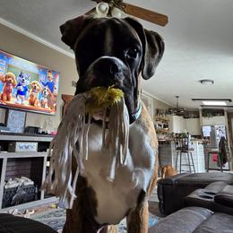 Boxer All Grown Up from Rorschach Boxers