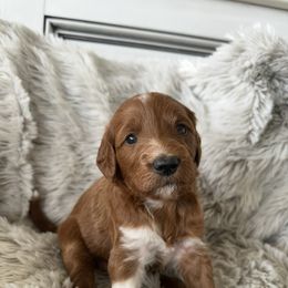 ASPEN - Apricot female Goldendoodle puppy in Independence, Oregon from Ankeny Doodles