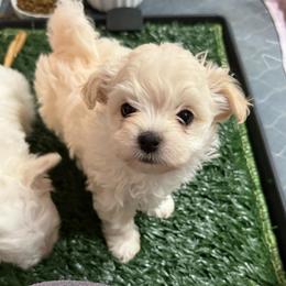Tinkerbell - Cream female Maltipoo puppy in Crosby, Texas from Painted Rose Poodles and Doodles