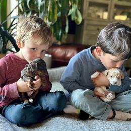 Poodle Puppies from Payette Poodles