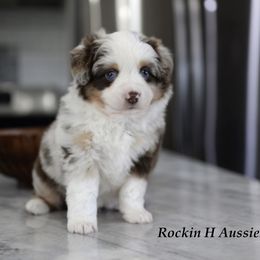 Ty - Red merle male Toy Australian Shepherd puppy in Russellville, Arkansas from Rockin H Aussies