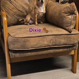 Dixie - Chihuahua