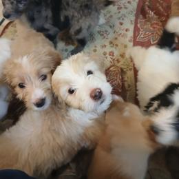 Lola - Cream female Goldendoodle puppy in Pleasant Hill, Iowa from Courtney Nicole's Mal Shihs & Goldendoodles