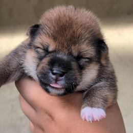 Girl 2 - Red female Shiba Inu puppy in Oceanside, California from Wagashiken
