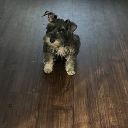 Miniature Schnauzer Puppies from Sugarbaby Kennel