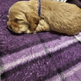 Cocker Spaniel Puppies from Brittian Kimbrell