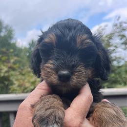 Girl 1 - Black white and tan female Springerdoodle puppy in Sterling, Michigan from Springerdoodles In MI