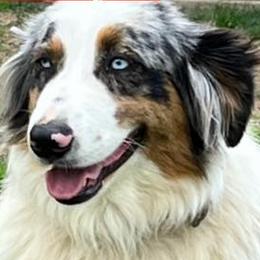 Australian Shepherds from RJ's Aussie Posse