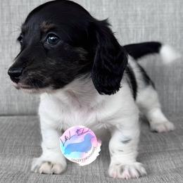 Brindle Pointed Piebald Girl - Brindle female Dachshund puppy in Houston, Texas from L&L 4D Dancer’s Dachshunds