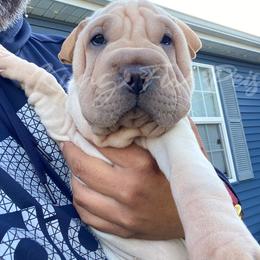 Gucci - Cream female Chinese Shar-Pei puppy in Machesney Park, Illinois from Kung Fu Peis