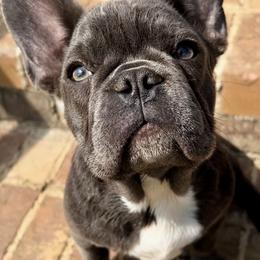 Addie - French Bulldog