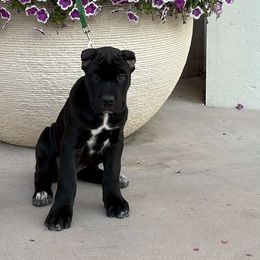 Girl 2 - Black female Cane Corso puppy in San Francisco, California from Solo Uno Cane Corso