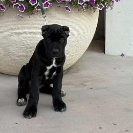 Girl 2 - Black female Cane Corso puppy in San Francisco, California from Solo Uno Cane Corso