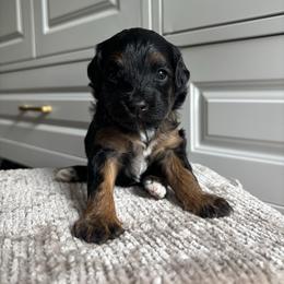 Girl 4 - Black phantom female Aussiedoodle puppy in Cedar Park, Texas from Lollipups Mini Aussiedoodles