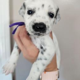 Easy Bake Oven - White and black female Dalmatian puppy in Gray, Georgia from Fuller Spots