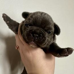 Drax - Blue male French Bulldog puppy in Greenfield, Missouri from Hope Mountain French Bulldogs