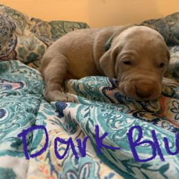 Weimaraner Puppies from Golden Hill’s Weimaraner’s