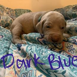 Weimaraner Puppies from Golden Hill’s Weimaraner’s