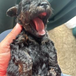 Boy 2 - Poodle puppy in Texas from Paw Prints Of Poodles and Doodles.