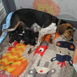 Bobbie - Black tan and bluetick male Beagle puppy in East Providence, Rhode Island from Amanda's Beagles
