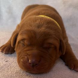 Donovan - Yellow male Labrador Retriever puppy in Alcester, South Dakota from R-Team