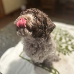 Cavapoos and Lagotti Romagnoli from Raven Meadow Ranch