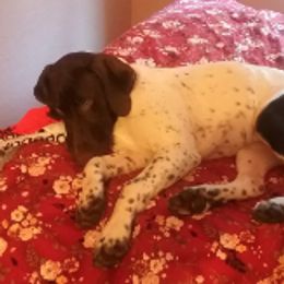 Daisy - German Shorthaired Pointer