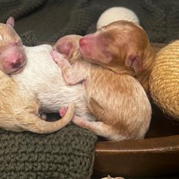 La Bamba - Cream male Poodle puppy in Hemet, California from Vallevistadoodles