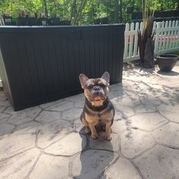 French Bulldog Puppies from Rootin' Tootin' Bulldogs, LLC