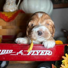 Boy 3 - Golden male Cockapoo puppy in Lake Tansi, Tennessee from Davis cockapoos