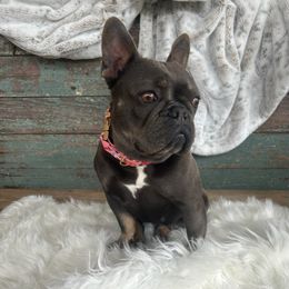 Leilei - French Bulldog