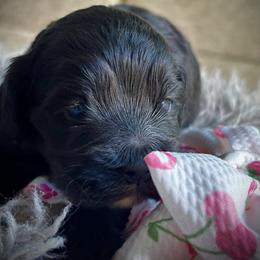 Layla - Black female Cockapoo puppy in Tampa, Florida from Designer Puppy Boutique