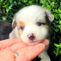 Mr. Patrick - Blue merle male Toy Australian Shepherd puppy in Dolan Springs, Arizona from High Desert Companions