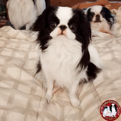 Japanese Chin Puppies from Mystike Japanese Chin