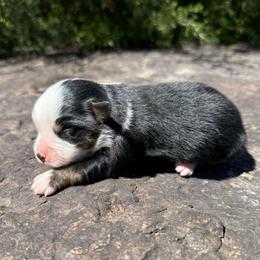 Black Tri Female - Black tri female Miniature Australian Shepherd puppy in Natural Dam, Arkansas from Natural State Aussies