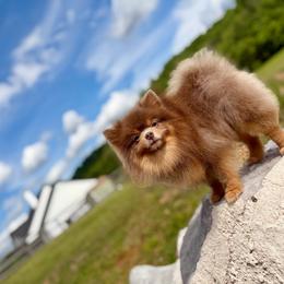 Token - Pomeranian