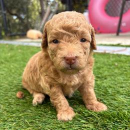 Fauna - Apricot female Goldendoodle puppy in Brooksville, Florida from Abby’s Standard Goldendoodles