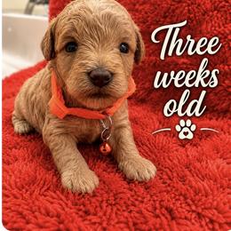 Peanut - Orange collar - Apricot male Poodle puppy in Lancaster, South Carolina from Semone’s Poodles