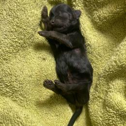 Samson - Chocolate and tan male Shih Tzu puppy in Hematite, Missouri from Free Range Shih Tzus