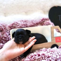 French Bulldog Puppies from FrenchieBnB