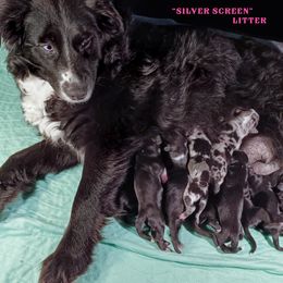 Miniature Australian Shepherd puppies from Double Moon