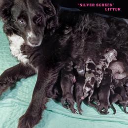 Miniature Australian Shepherd puppies from Double Moon