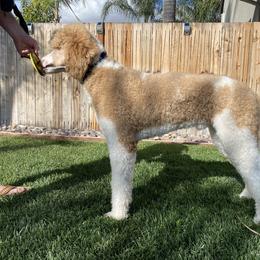 Goldendoodle and Poodle All Grown Up from Apricot Poodles & Goldendoodles