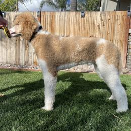 Goldendoodle and Poodle All Grown Up from Apricot Poodles & Goldendoodles