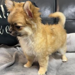 Chihuahua puppies from D’El Prado