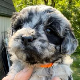 Daisy - Blue merle female Aussiedoodle puppy in Allardt, Tennessee from Hearth&Hound Doodles